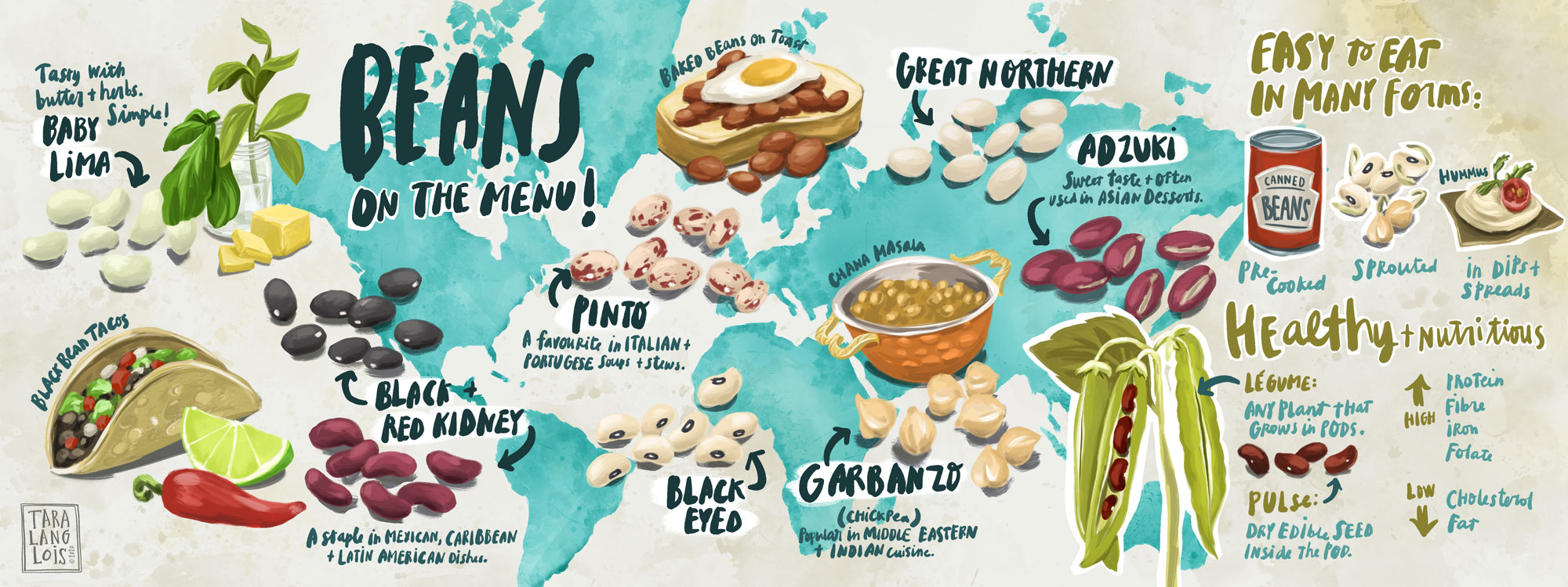 beans around the world illustration